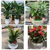 开业乔迁绿植发财树绿萝上海市静安区彭浦新村临汾路同城花店配送