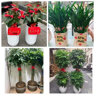 送眉山市洪雅县丹棱县青神县花卉店同城配送开业绿植发财树幸福树