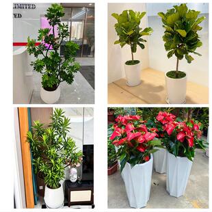送许昌市襄城县禹州市长葛市同城绿植花店公司开业送发财树金钱树