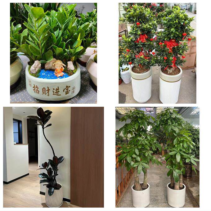 开业乔迁绿植发财树绿萝成都市新都温江双流区金堂县同城花店配送