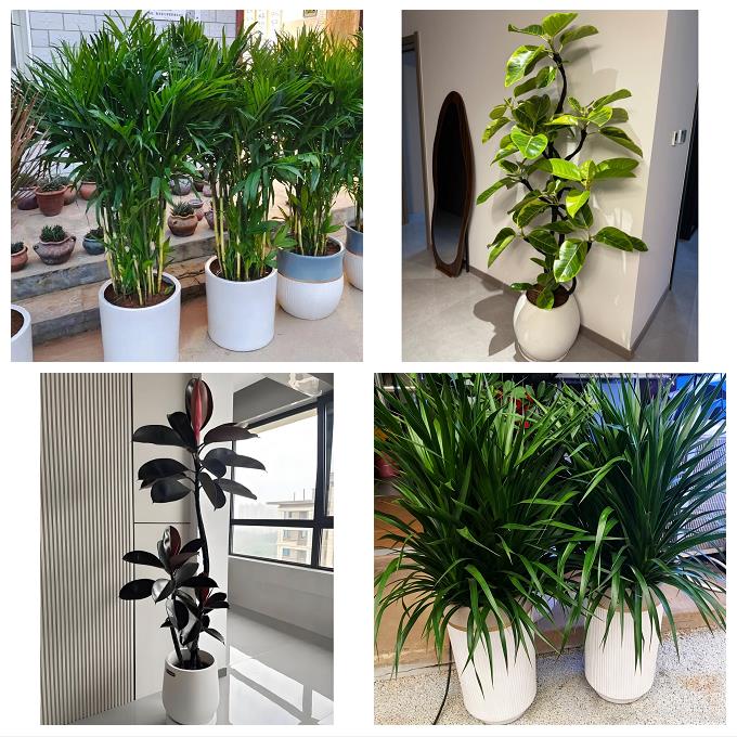 南通市如东启东如皋市海门市花卉店同城配送开业绿植发财树幸福树
