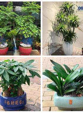 黔南州瓮安独山县平塘罗甸县花卉店同城配送开业绿植发财树幸福树