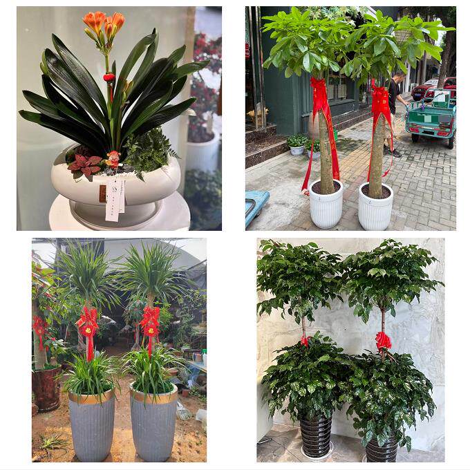 雅安市雨城名山区荥经汉源县同城绿植店送发财树幸福树开业入新居