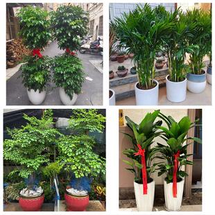 大庆市肇源县林甸杜尔伯蒙县花卉店同城配送开业绿植发财树幸福树