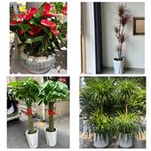 开业乔迁绿植发财树绿萝广西玉林市玉州区容县陆川县同城花店配送