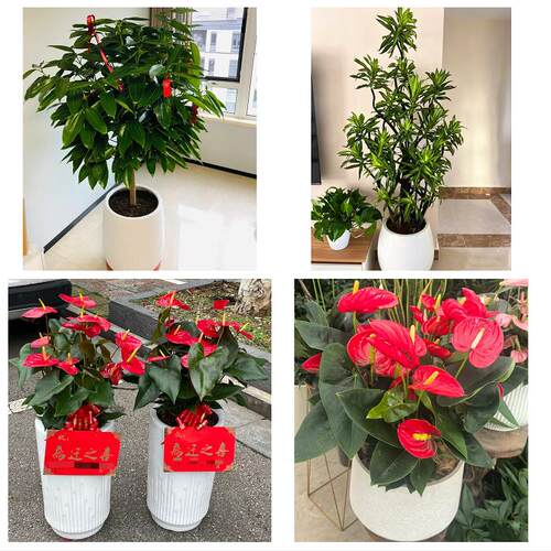 榆林市靖边定边绥德县米脂县花卉店同城配送开业绿植发财树幸福树