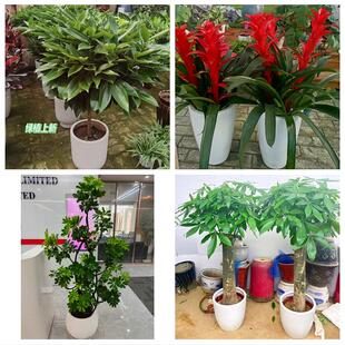武威市凉州区民勤古浪天祝县同城绿植花店公司开业送发财树金钱树