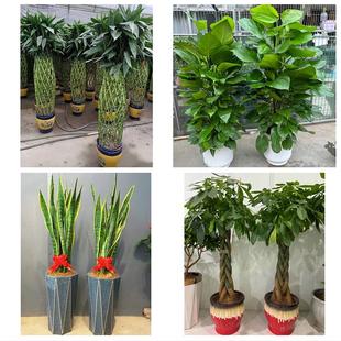 安阳汤阴县滑县内黄县林州市同城绿植店送发财树幸福树开业入新居