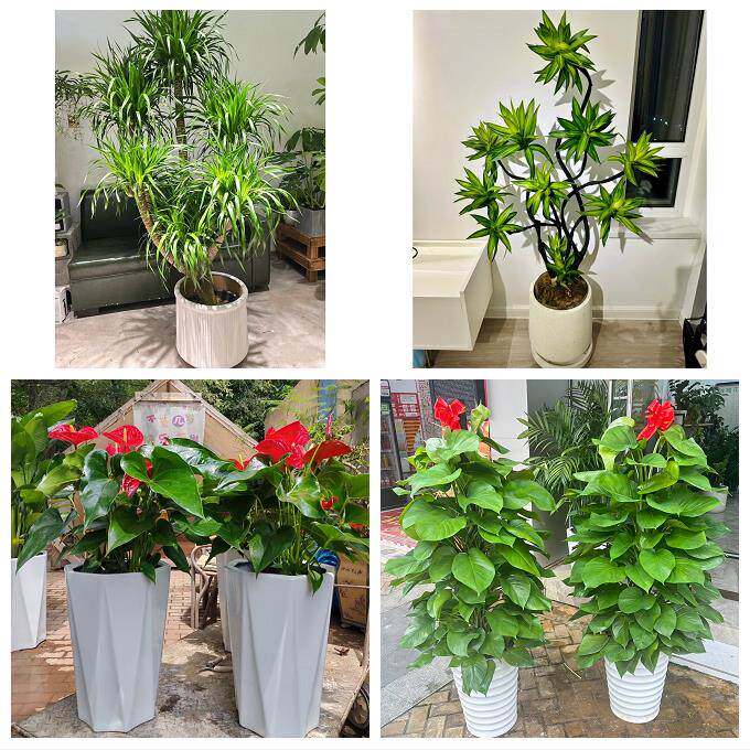 开业乔迁绿植发财树绿萝郑州市中原区二七管城金水区同城花店配送