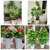 开业乔迁绿植发财树绿萝郑州市中原区二七管城金水区同城花店配送