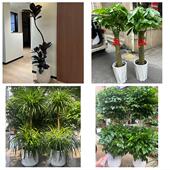 开业乔迁绿植发财树绿萝怒江州泸水市福贡贡山兰坪县同城花店配送