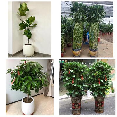 开业乔迁绿植发财树绿萝阿图什市喀什市莎车县和田市同城花店配送
