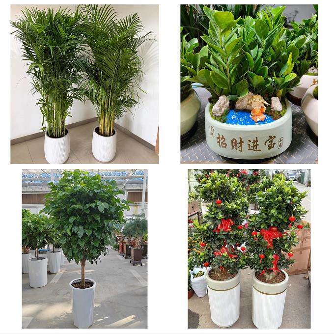 开业乔迁绿植发财树绿萝送周口市沈丘县郸城县淮阳县同城花店配送