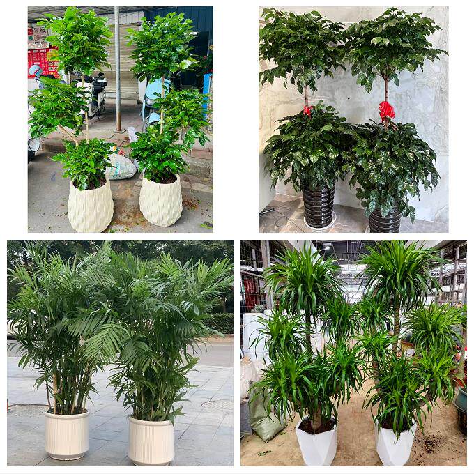 送温州市泰顺县瑞安市乐清市同城绿植店送发财树幸福树开业入新居