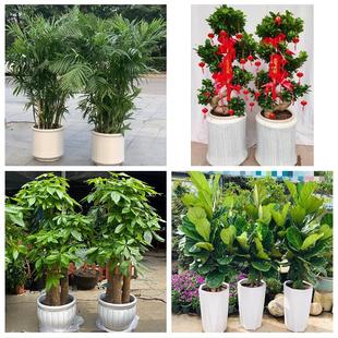 送上海市长宁区华阳路江苏路同城绿植店送发财树幸福树开业入新居