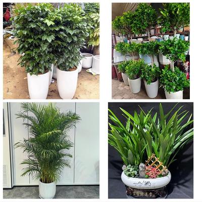 送咸宁市咸安区嘉鱼县通城县同城绿植店送发财树幸福树开业入新居