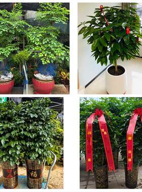 杭州市西湖滨江萧山区余杭区花卉店同城配送开业绿植发财树幸福树