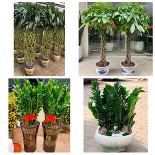 宜昌市西陵区伍家岗区点军区花卉店同城配送开业绿植发财树幸福树