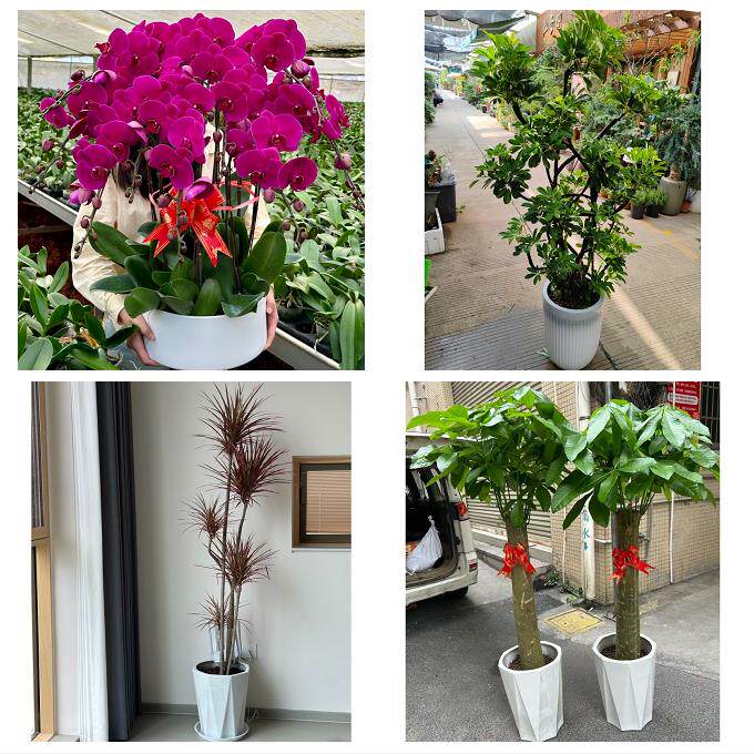 开业乔迁绿植发财树绿萝送鸡西市鸡冠区滴道区梨树区同城花店配送