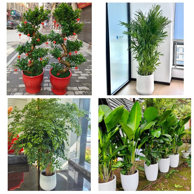 防城港港口防城区上思县东兴绿植店同城配送公司开业发财树绿萝柱