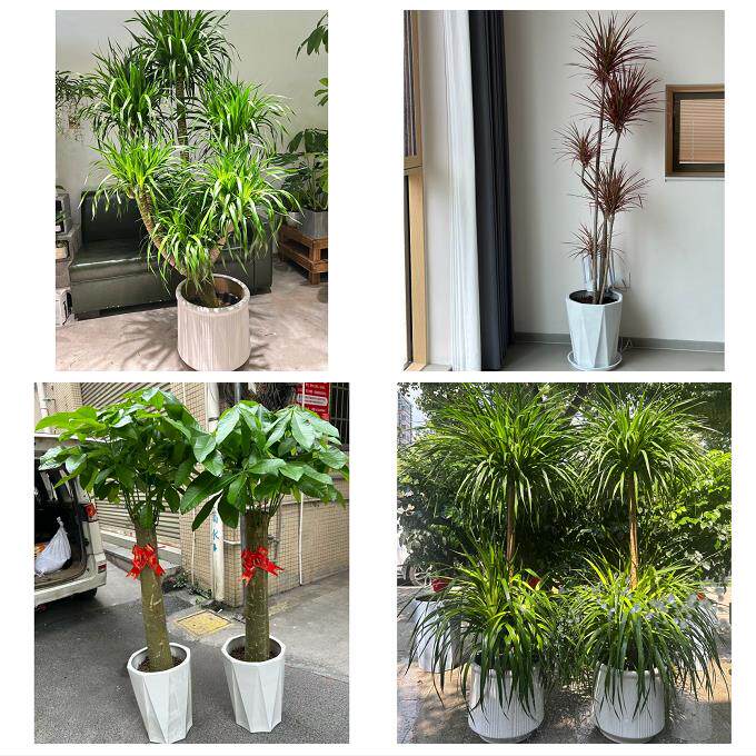 开业乔迁绿植发财树绿萝淄博市淄川张店博山区临淄区同城花店配送