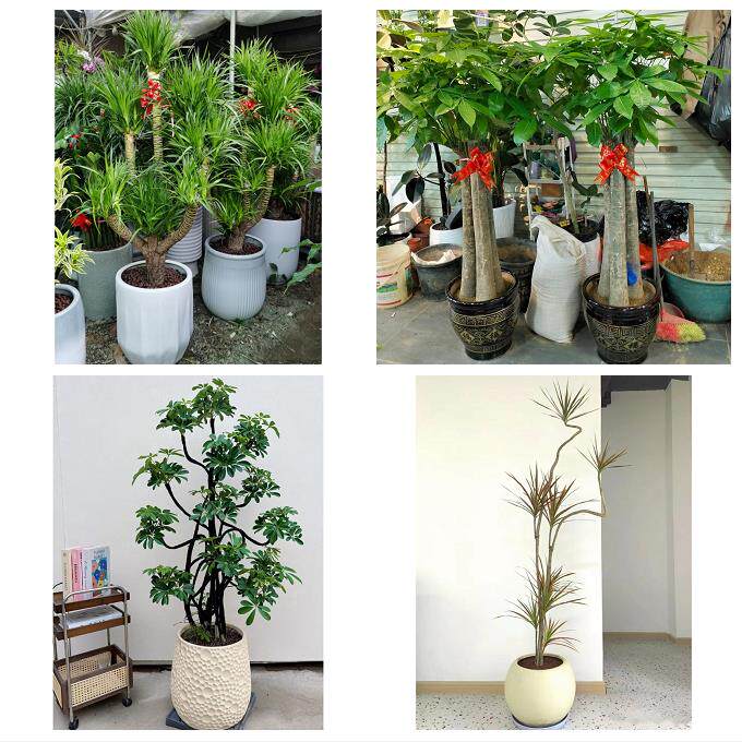 上海市奉贤区南桥奉城庄行镇同城花店送开业乔迁绿植发财树幸福树