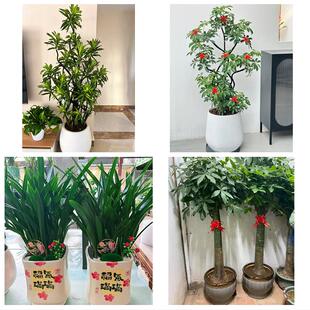 送长春市九台区榆树市德惠市花卉店同城配送开业绿植发财树幸福树
