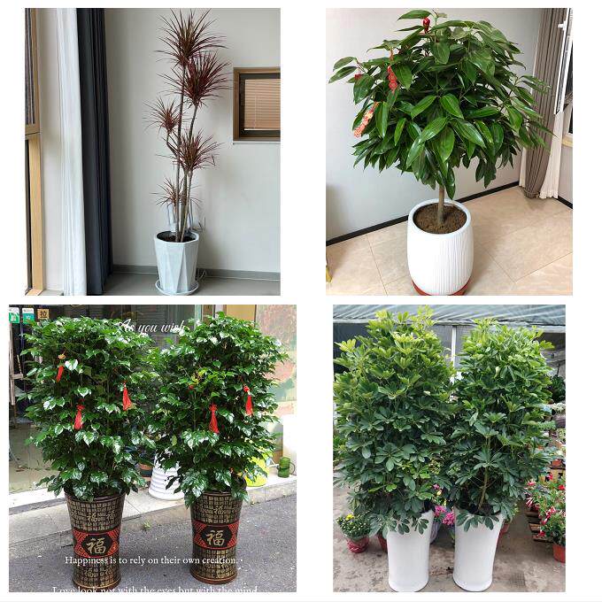 开业乔迁绿植发财树绿萝送北京市怀柔区泉河龙山街道同城花店配送
