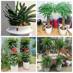 北京市海淀区清华园燕园香山同城绿植花店公司开业送发财树金钱树