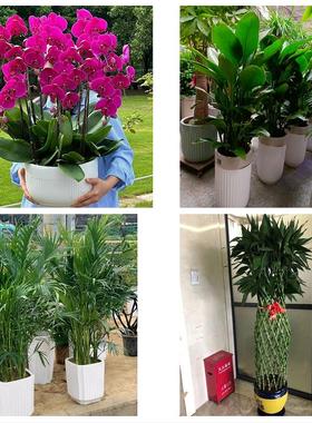 北京市朝阳区高碑店将台太阳宫花店同城送发财树公司开业乔迁绿植