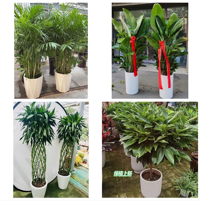 晋中市榆次区榆社左权和顺县同城绿植花店公司开业送发财树金钱树