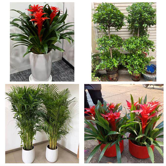 开业乔迁绿植发财树绿萝漳州市漳浦诏安长泰县东山县同城花店配送