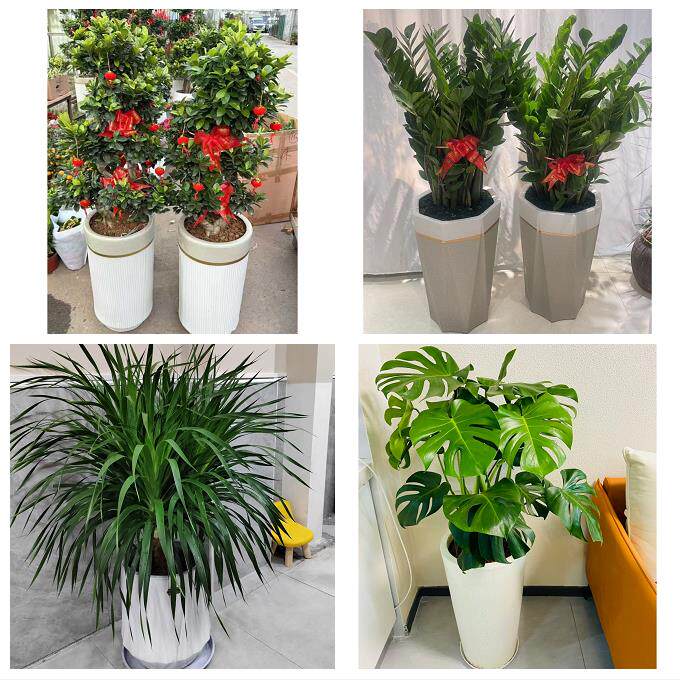 开业乔迁绿植发财树绿萝西双版纳州景洪市勐海勐腊县同城花店配送