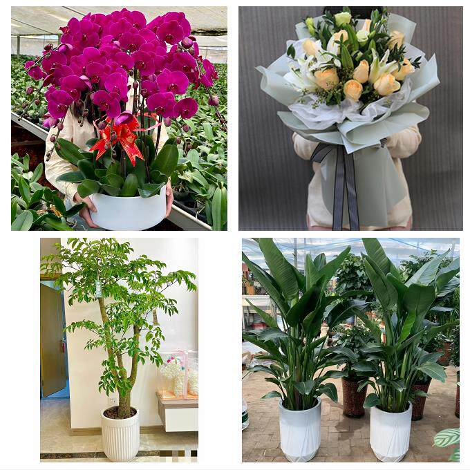 开业乔迁绿植发财树绿萝送济宁市梁山县曲阜市邹城市同城花店配送