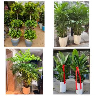 永州市宁远县蓝山新田江华县同城绿植花店公司开业送发财树金钱树
