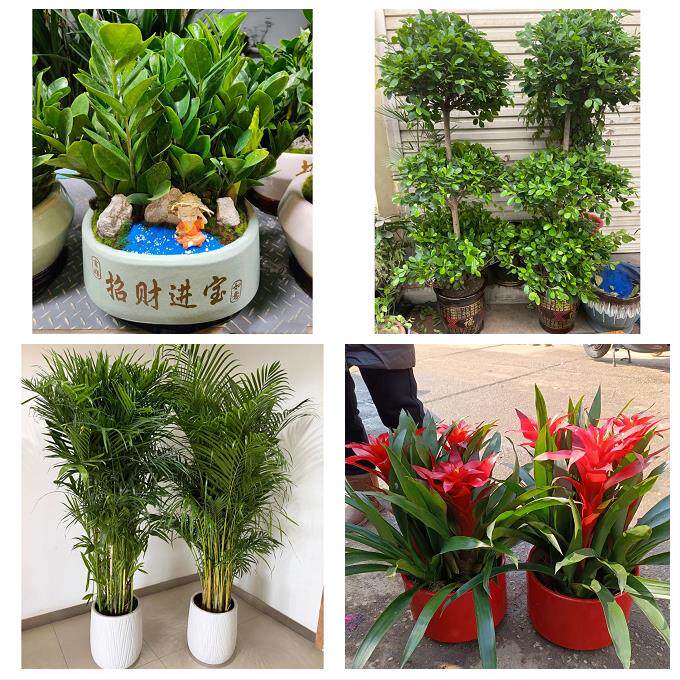 开业乔迁绿植发财树绿萝重庆市开州区云阳奉节巫山县同城花店配送