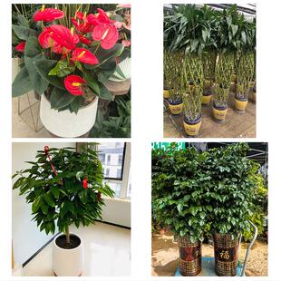 达州市通川达川区宣汉开江县花卉店同城配送开业绿植发财树幸福树