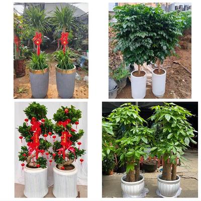 营口市站前区西市区鲅鱼圈区同城绿植店送发财树幸福树开业入新居