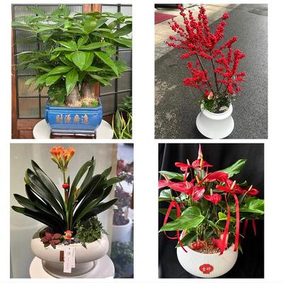 聊城东阿县冠县高唐县临清市同城绿植店送发财树幸福树开业入新居