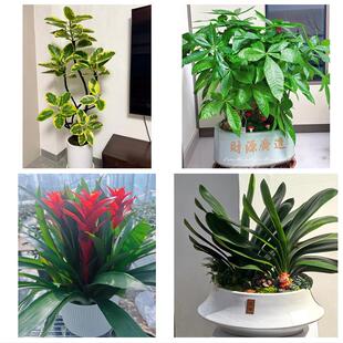 临沧市临翔区云县永德凤庆县同城绿植花店公司开业送发财树金钱树