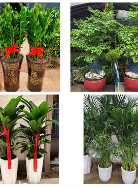 铜川市王益印台耀州区宜君县花卉店同城配送开业绿植发财树幸福树