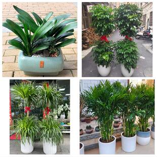 肇庆市端州鼎湖区广宁怀集县花卉店同城配送开业绿植发财树幸福树