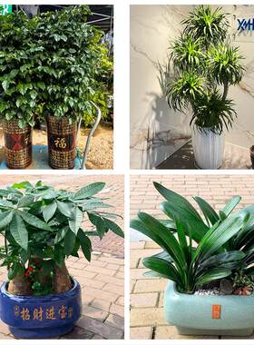 衡阳市珠晖雁峰区石鼓蒸湘区花卉店同城配送开业绿植发财树幸福树