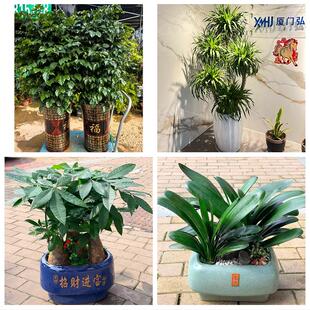 衡阳市珠晖雁峰区石鼓蒸湘区花卉店同城配送开业绿植发财树幸福树