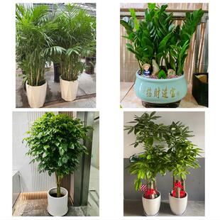 送内蒙古赤峰市宁城县敖汉旗同城绿植花店公司开业送发财树金钱树