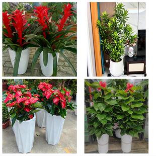 兰州市城关七里河西固安宁区同城绿植花店公司开业送发财树金钱树
