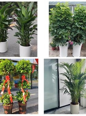 三明市梅列三元区明溪清流县同城花店送开业乔迁绿植发财树幸福树