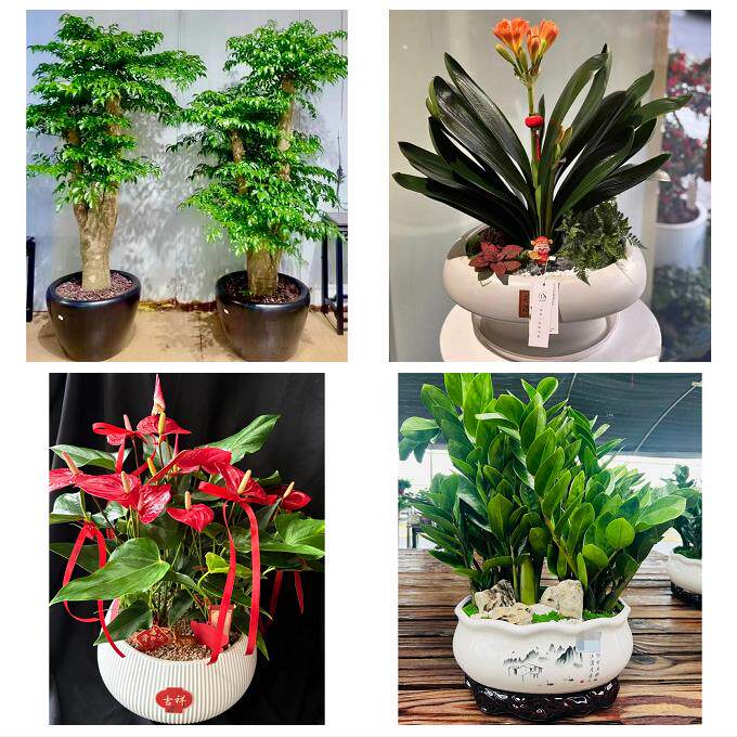 上海市奉贤区柘林海湾镇海港同城绿植店送发财树幸福树开业入新居