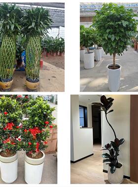 开业乔迁绿植发财树绿萝上海市浦东新区三林惠南周浦同城花店配送