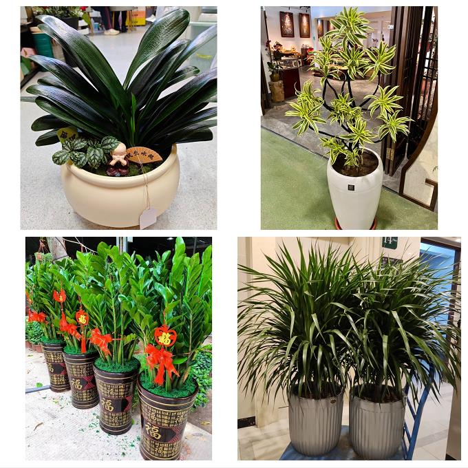 辽宁锦州黑山县义县凌海北镇市花店同城送发财树公司开业乔迁绿植